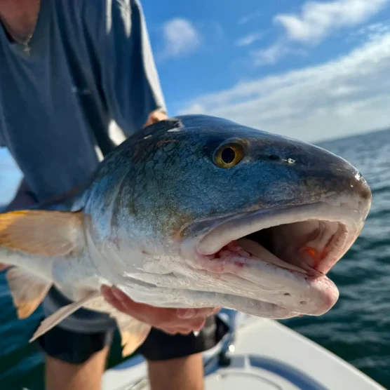 Redfish caught during inshore fishing trip Charleston